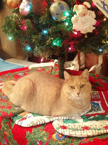 Our cat claiming his spot on the Christmas tree skirt