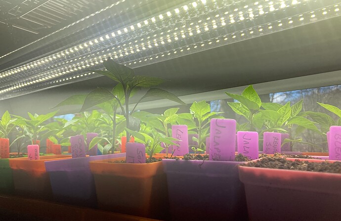 seedlings 2023-1