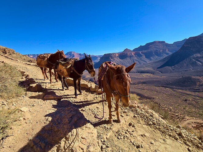 donkeys