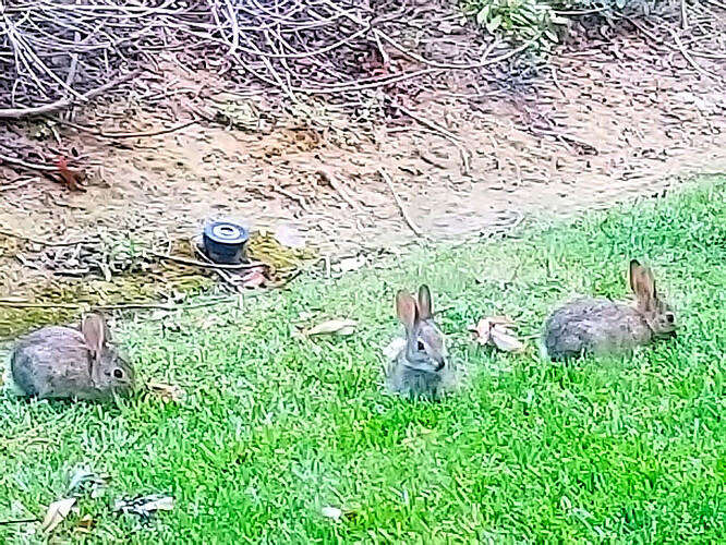 rabbits2