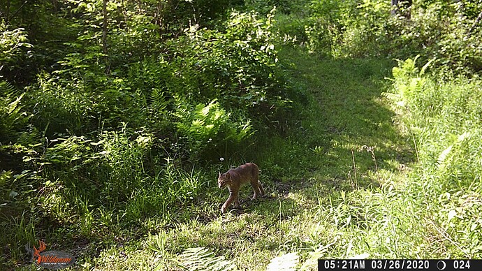 Bobcat