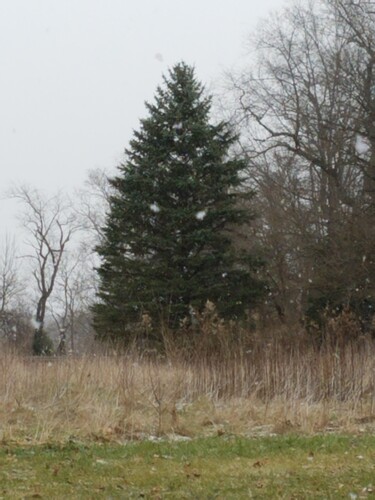 First Christmas tree 2020