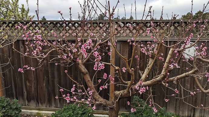 nectarine tree
