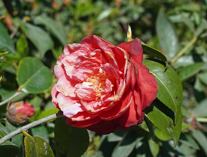 Blooms 5