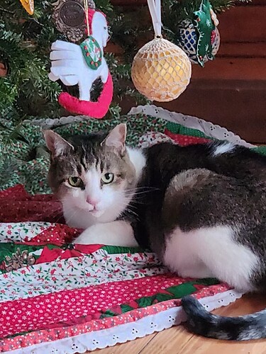 cat