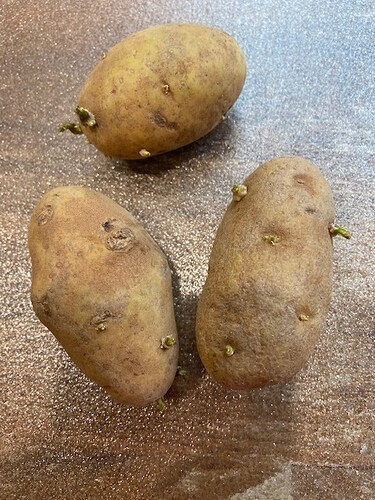 Seed Potatoes
