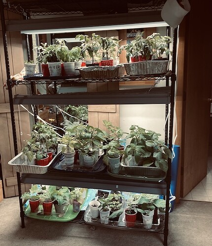 seedlingshelves2021-2