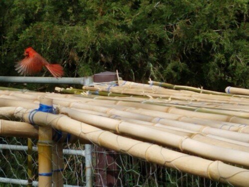In flight cardinal