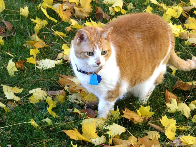 Tabby in Leaves 2009
