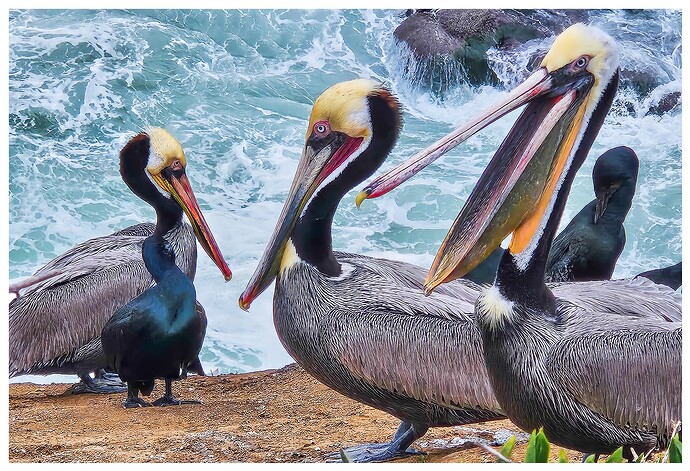 California-Brown-Pelican2