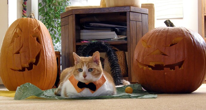 Tabby Halloween 2