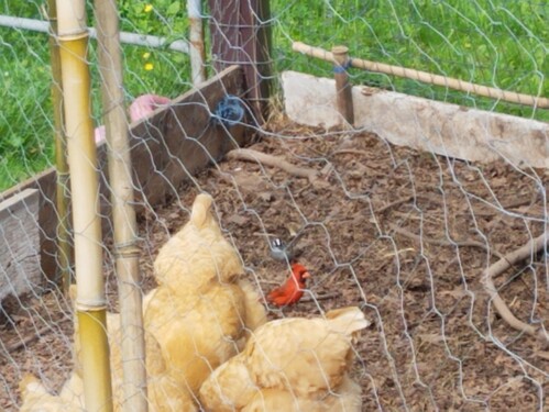 red chicken