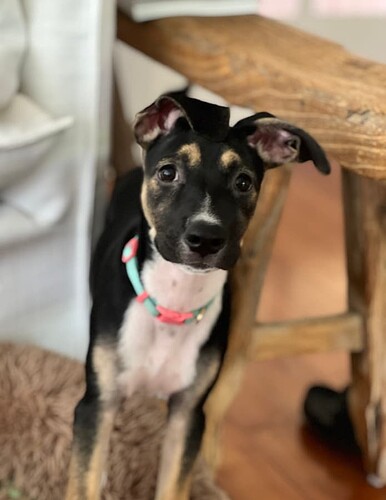 lucy1