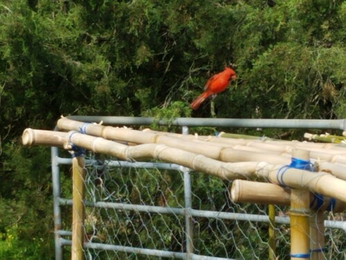 No wings cardinal