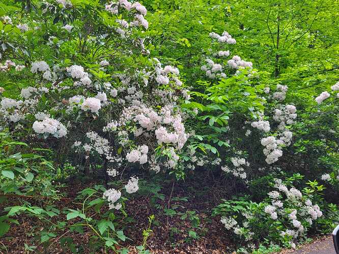 mountain laurel