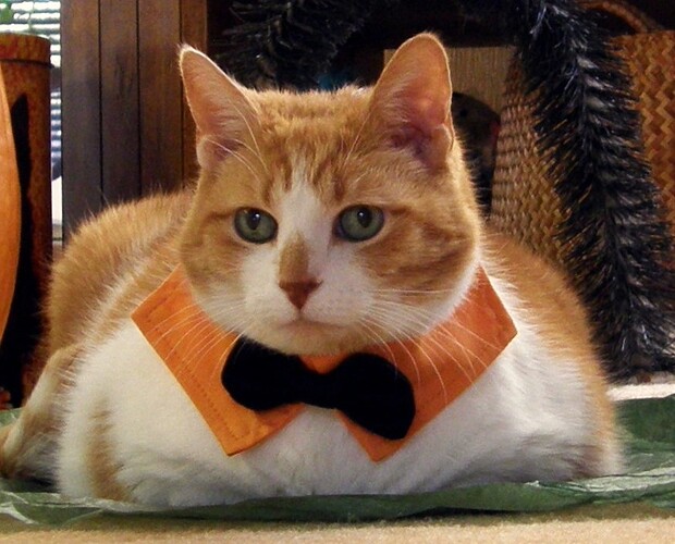 Tabby Costume