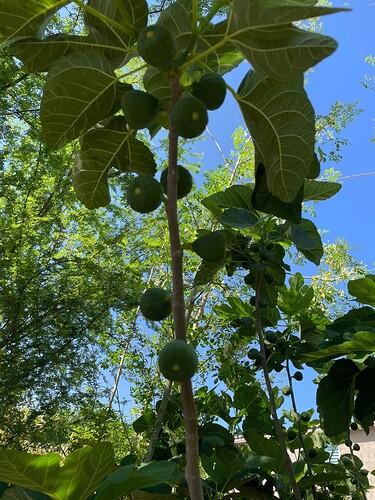 figs