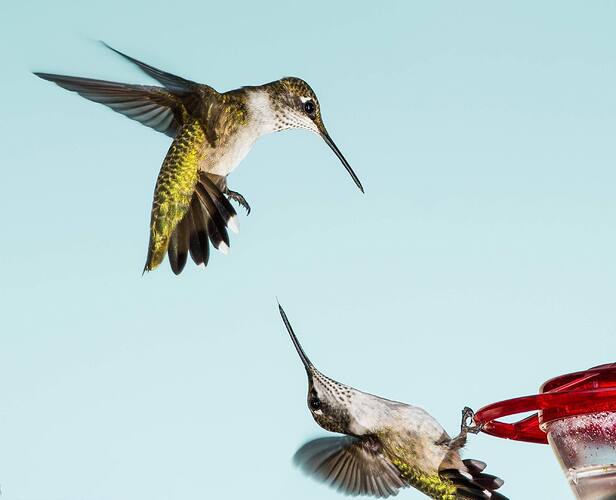 hbirds