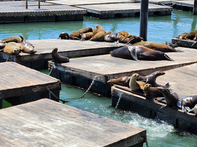 Sea Lions