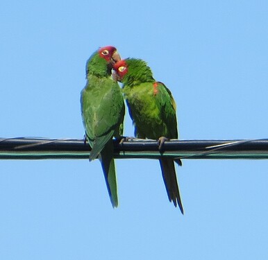 Parrots 2