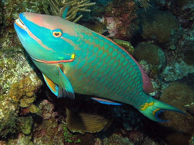 stoplightparrotfish7
