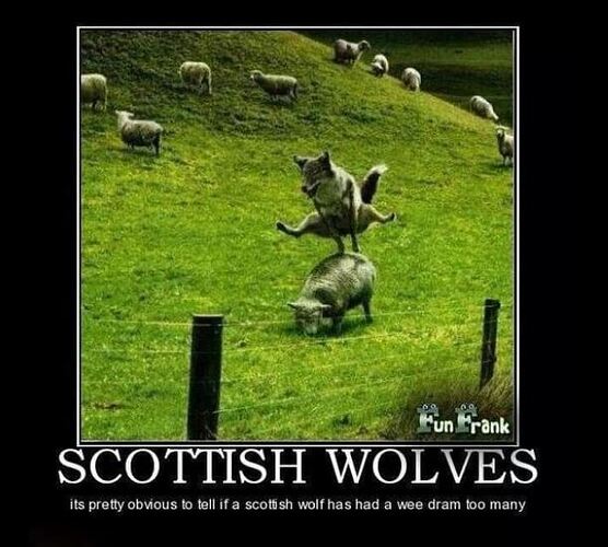 wolf