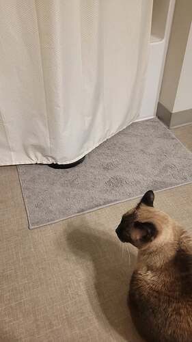 hide n seek cats