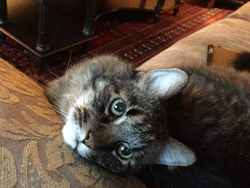 Lovey Cat