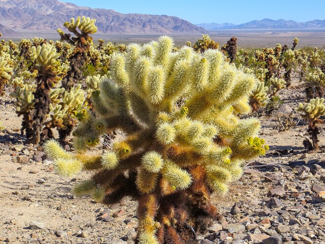 Cholla cactus