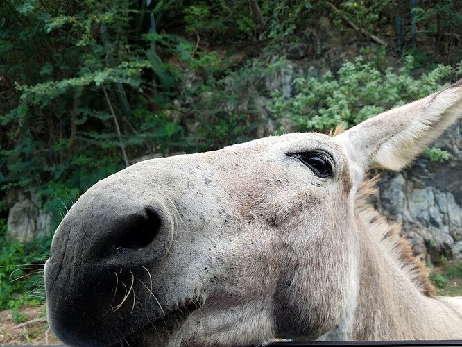 St John donkey