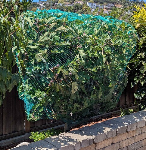 wrapped fig tree