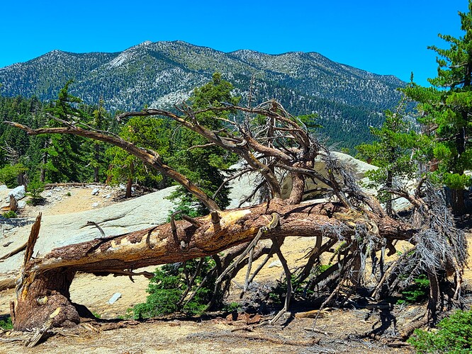 fallentree