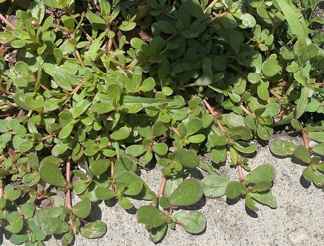 4ACAB5F9-3D69-478D-BC0A-5B0F909AB8F4