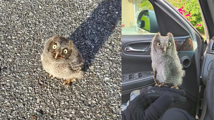 owl