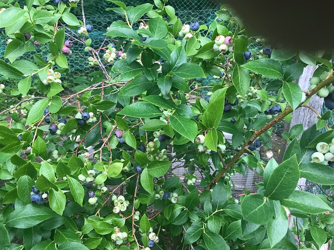 Blueberry Plant