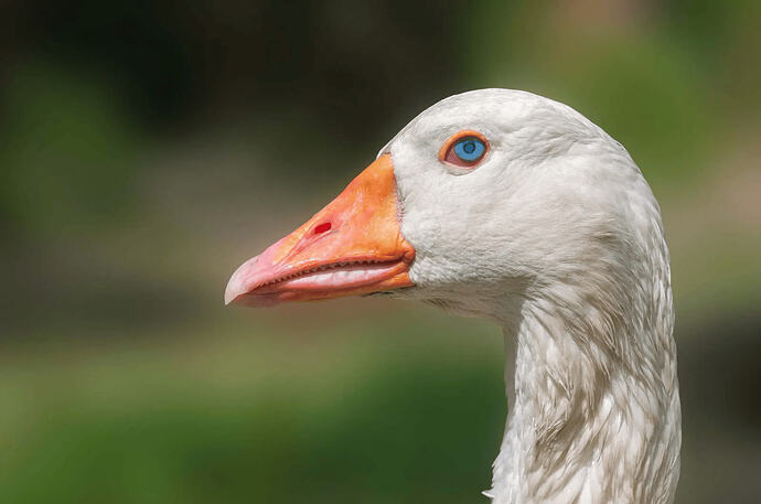 gooseface