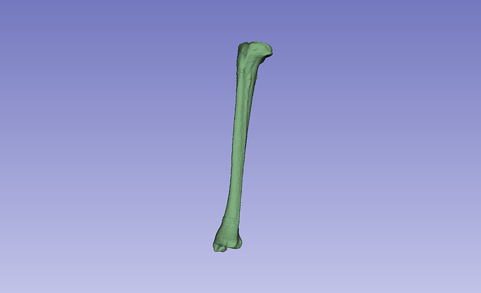 full tibia with 1 x scribble and 2 x point