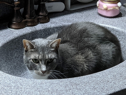 suzie