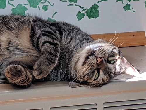 tig