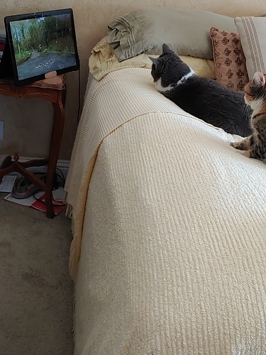 tvwatchers