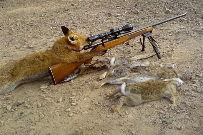 Fox hunting Rabits