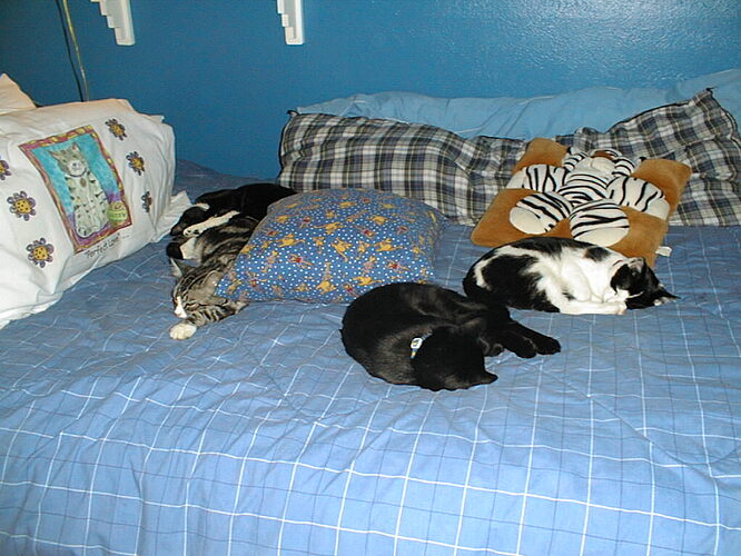 Small pile o kitties