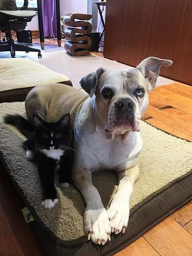 Tulip and Misty