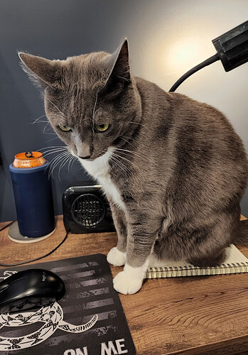 cat