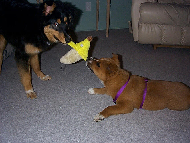 Rocket & Abby tug of war1-1