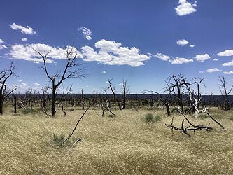 Urah-Fire-grasslands