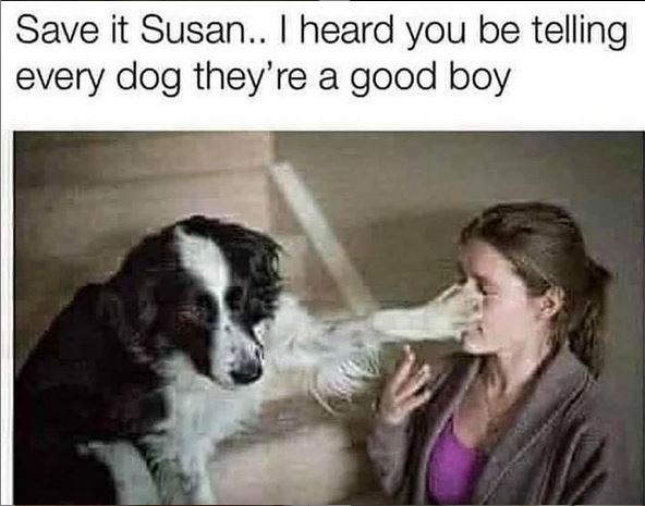 Cute Dog