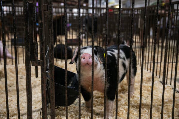 A small black-and-white pig pushes its pink snout through the bars of a small pen at a fair whose floor is covered with sawdust.