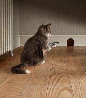 Guard Cat