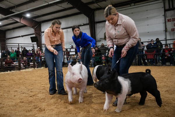 Three teenage youth swine show participants in nice button down shirts and jeans conduct their pigs around a large dirt floor showing area with thin wands.